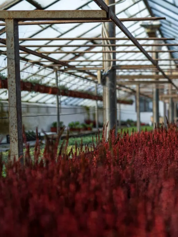 Drivhus / gartneri: tre ved planter